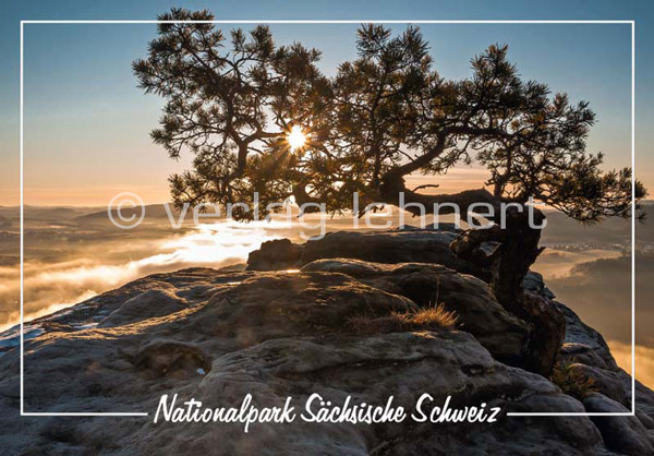 Ansichtskarte Die alte Wetterkiefer auf dem Lilienstein - VPE - 50 Stück