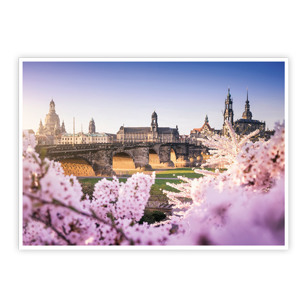 Postkarte Dresden Kirschblüte